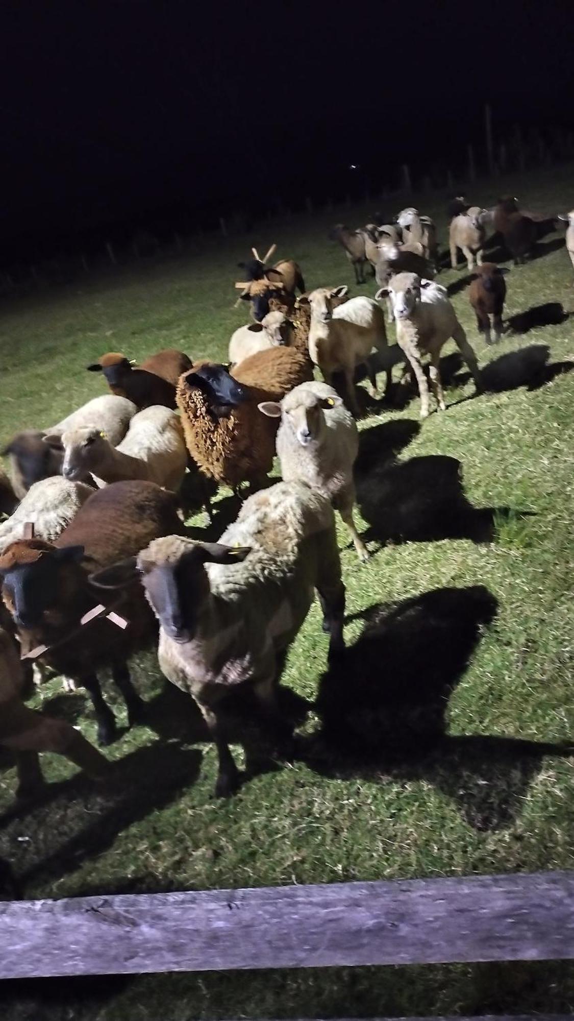 Pousada Do Pampa Jaguarão Kültér fotó